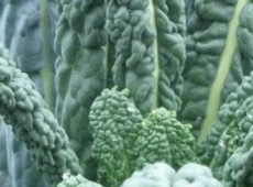 Chou frisé - Kale Lacinato biologique