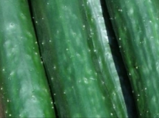 Concombre Libanais Green finger biologique