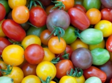 Tomate en mélange à petits fruits biologique