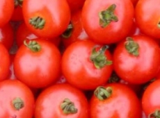 Tomate cerise Sub-Arctic biologique