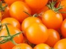 Tomate cerise Sungold biologique