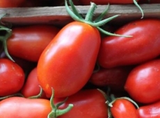 Tomate italienne San Marzano biologique