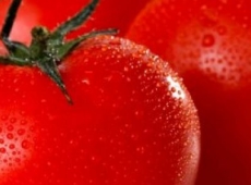Tomate standard Moskovich biologique