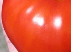 Tomate standard Siletz biologique